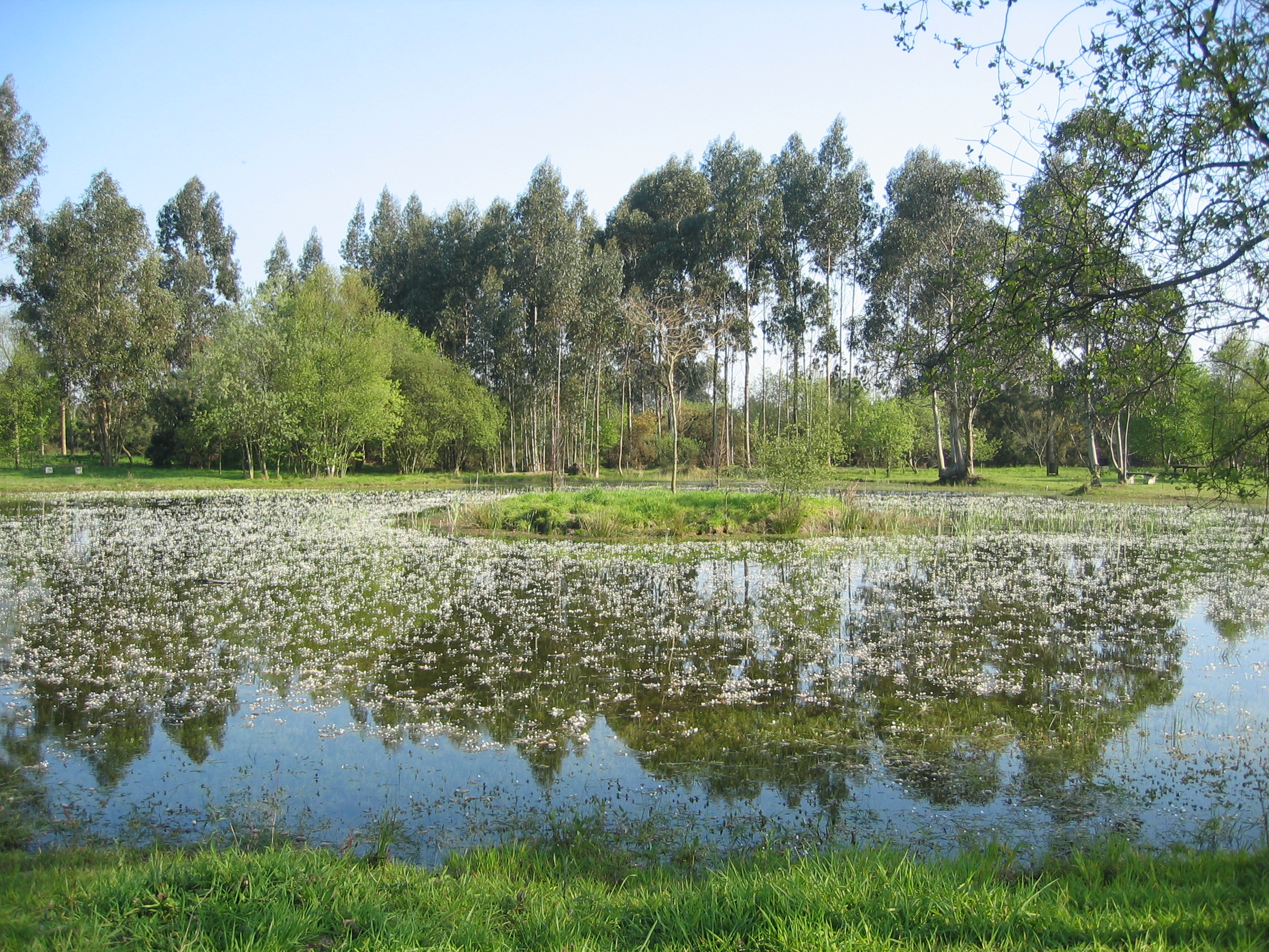 monte areo carreño