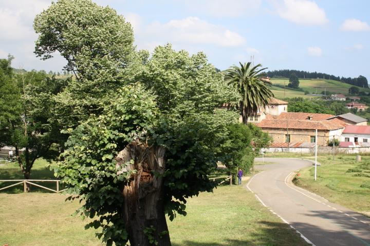 corvera adicap